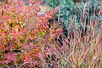 Contrasting textures of grasses, conifers and shrubs in a fall combination. A blue conifer tempers the fiery hues.