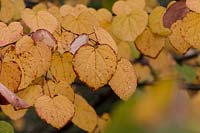 Close up of golden heart-shaped foliage of Cercidiphyllum japonicum in fall