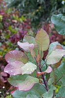 Rosy fall tintis on the glaucous foliage od Cotinus c. 'Old Fashioned' echo the fall foliage in the distant garden.