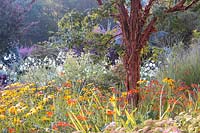 Peeling bark of Acer griseum emerging from Crocosmia and Rudbeckia fulgida var. sullivantii 'Goldsturm' in summer.