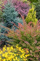 Bed of mixed conifers, Berberis thunbergii 'Rose Glow' and 'Tangelo' and Coreopsis verticillata 'Zagreb' in shades of blue, red and yellow