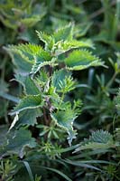Urtica dioica - Nettle - in a hedgerow