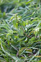 Urtica dioica - Nettle - in a hedgerow