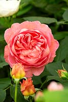 Rosa 'Boscobel' - English Shrub Rose