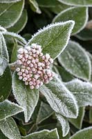 Viburnum tinus flower head closed buds covered in frost 