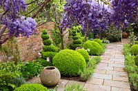 Small beds viewed through Wisteria, narrow beds between paved path and brick wall contain Buxus sempervirens - Box - topiary balls and empty pots