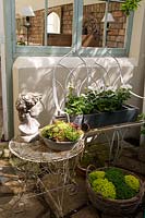 Collectables outside a house, vintage metal garden furniture, head ornament and containers. Soleirolia soleirolii - Mind-your-own-business -in a woven basket, a wooden trough filled with white Pelargonium and a shallow dish of Sempervivum - Houseleek