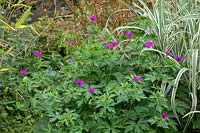 Geranium psilostemon 'Bressingham Flair' next to variegated ornamental grass