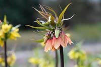 Fritillaria imperialis 'Early fantasy' -  Crown Imperial 'Early fantasy'