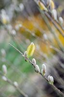 Salix hookeriana - Coastal willow catkins 