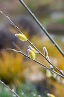 Salix hookeriana - Coastal willow catkins 