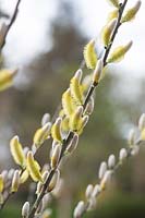 Salix hookeriana - Coastal willow catkins