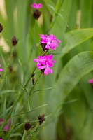 Dianthus carthusianorum