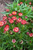 Bracteantha 'Mohave'