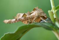 Phlogophora meticulosa  - Angle Shades Moth - resting on Fuchsia leaf 