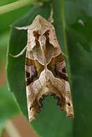 Phlogophora meticulosa - Angle Shades Moth,  resting on fuchsia leaf 