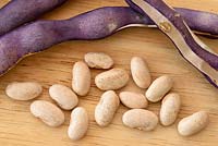 Phaseolus vulgaris  'Blauhilde'  Climbing French bean  Dried beans kept for seed  