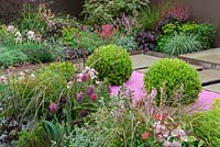 Herbaceous borders alongside path, with feature of round clipped Buxus bushes in bed of pink chippings - RHS Malvern Spring Festival