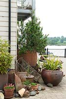 Large containers of Escallonia and ornamental Grass with Jasmine climbing up to veranda , terracotta pots and sundry maritime items fronting riverside house - Open Gardens Day, Wivenhoe, Essex