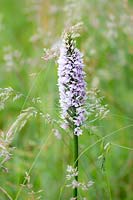 Native common spotted orchid - Dactylorhiza fuchsii with wild grasses in the meadow.