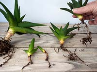 Remove and pot on baby pup plants from aloe vera main stem
