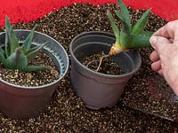 Remove and pot on baby pup plants from aloe vera main stem.