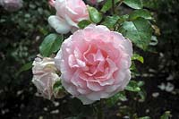 Rosa 'Radox Bouquet' rose