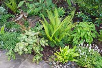 Woodland border with Podophyllum versipelle 'Spotty Dotty' Athyrium Filix-Femina, Asplenium scolopendrium, Tiarella and Epimedium in Spring