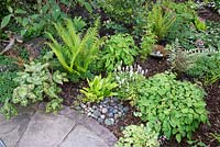 Woodland border with Podophyllum versipelle 'Spotty Dotty', Athyrium Filix-Femina Asplenium scolopendrium, Athyrium niponicum var. pictum, Tiarella Dicentra and Epimedium in Spring