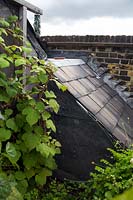 Vitis - Grape vine scrambles over London roof garden.