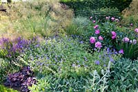 Stipa gigantea,  Rosa 'Gertrude Jekyll', Stachys byzantina, Salvia and Geranium 'Brookside' in summer border