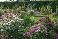 The Shrub Rose Garden. Borders of roses mingling with herbaceous perennials such as  foxgloves, Scotch thistles, hardy geraniums, alliums and verbascum. Arley Hall, Cheshire, UK.