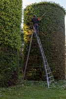 Arley Hall gardener, James Youd, pruning the 8-metre-high Holm Oaks into clipped cylinder shapes.