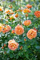 Rosa 'Lady of Shalott', English Shrub Rose 
