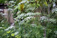 Ammi majus, bullwort, a statuesque cow parsley like annual, June.