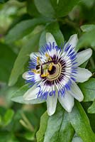 Passiflora caerulea, blue passion flower, is an exotic looking, evergreen climbing plant that flowers from August into autumn, bearing orange egg-shaped fruit. Vigorous, it quickly covers a sunny fence, tolerating some shade even.