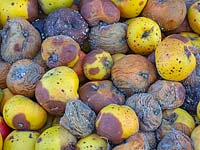 Bramley apples stored improperly over winter resulting in rot and mould 