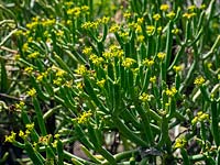 Euphorbia aphylla in flower