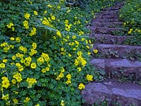 Oxalis pes-caprae - Bermuda buttercups