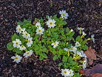 White primrose, Primula vulgaris 'Alba', Primrose 'Alba' 