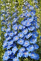 Delphinium elatum 'Langdon's Blue Lagoon' AGM 