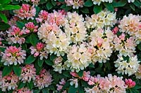 Rhododendron 'Golden Torch' AGM 