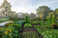 Lettuce under netting, interplanted with Spinach, Chicory to the right for hearts