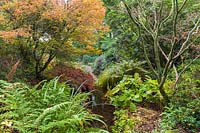 A pond in The Quarry Garden at Dorothy Clive Garden, Willoughbridge, Staffordshire. Planting includes: Acers, ferns and Gunnera