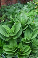 Veratrum californicum at Stone House Cottage Garden, U.K.