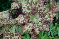 Podophyllum 'Spotty Dotty' at Stone House Cottage Garden, U.K.