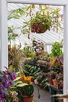 Foliage plants on display in the Temperate Glasshouse at West Dean Gardens, West Sussex