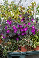 Achimenes 'Hilda' and Begonias on display in the Temperate Glasshouse at West Dean Gardens, West Sussex