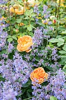 Plant combination of Rosa 'Lady of Shalott' with Nepeta 'Six Hills Giant' at David Austin Rose Gardens.