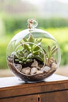 Open glass globe terrarium with succulents Echeveria peacokii, Cotyledon tormentosa and variegated Crassula perfoliata